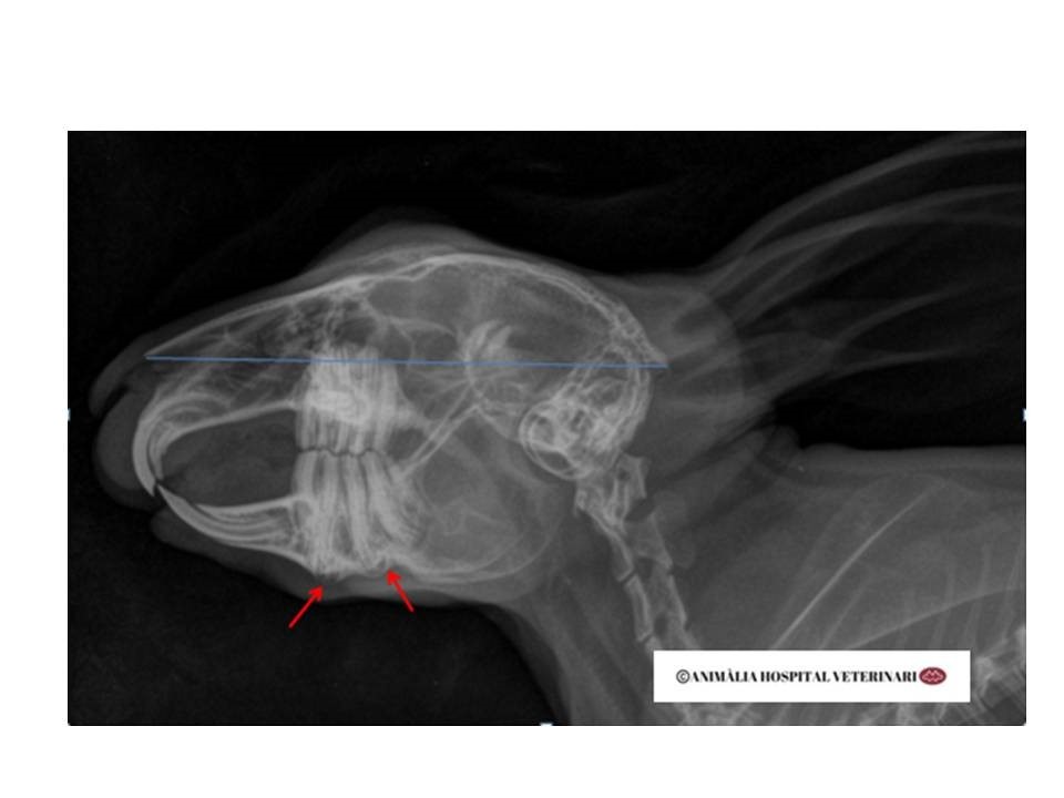 Radiografia conill