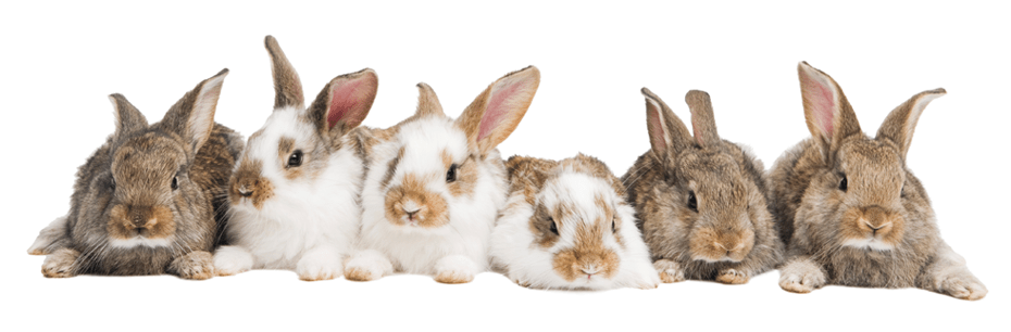 grupo de conejos