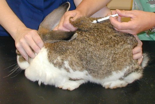 veterinari vacuna conill
