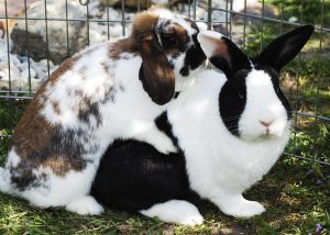 pareja de conejos