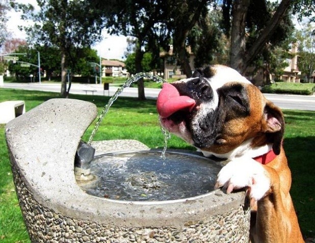 Perro bebe agua en una fuente