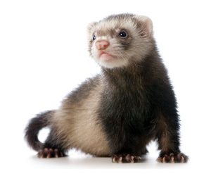 A FERRET AT HOME