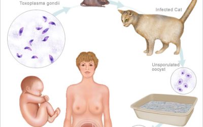 TOXOPLASMOSIS, CATS AND PREGNANCY