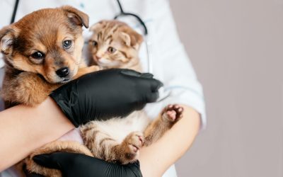 Dog and cat vaccination | Complete guide to dog and cat vaccination benefits